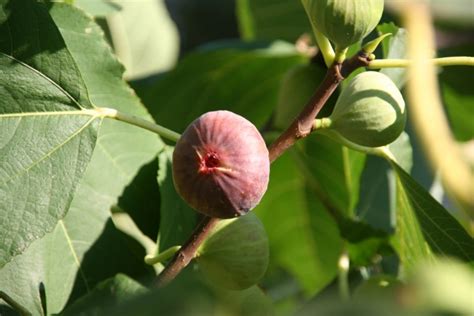 開花無花果花|イチジク（無花果）とは？育て方・栽培方法